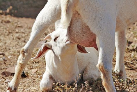 800px-kid_feeding_on_mothers_milk.jpg